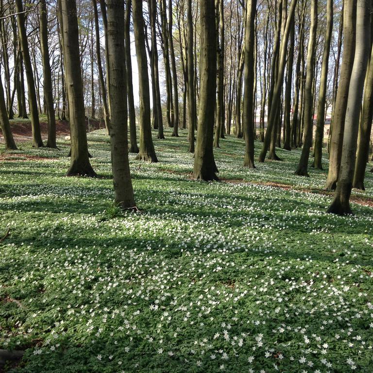 Hof Uhleck Am Koenigsstuhl Lohme Quarto foto